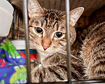 Кошки в Москве: Обаятельная кошка Риччи ищет дом, в добрые руки Девочка, Бесплатно - фото 1