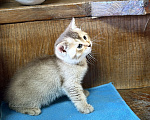 Кошки в других городах Воронежской области: Манчкины - котята ждут друзей Разнополые, 25 000 руб. - фото 7