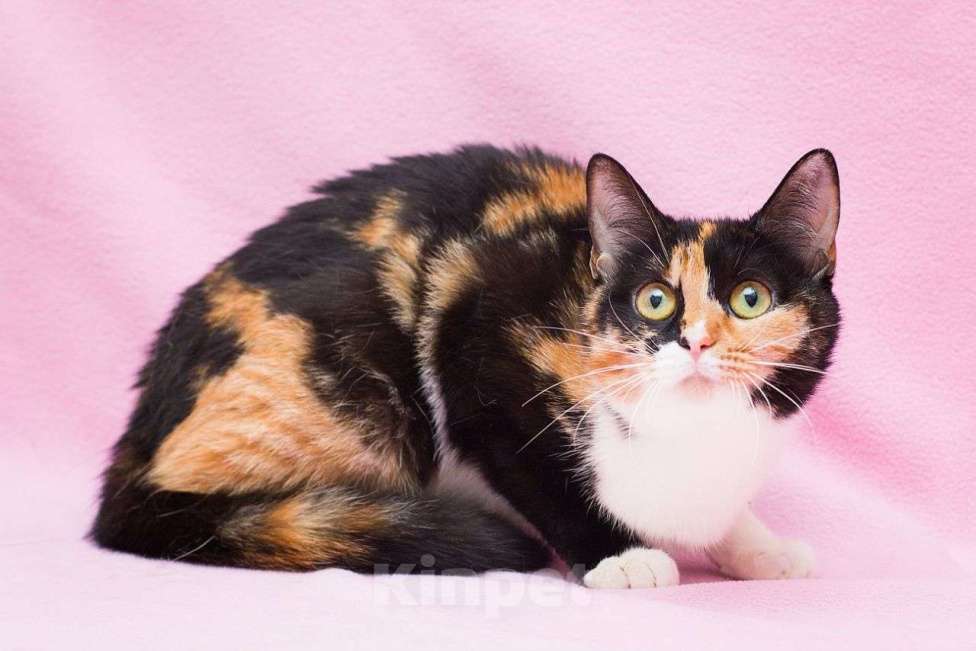 Кошки в Москве: Яркая трехцветочка по имени Ириска очень ждет свою семью! Девочка, Бесплатно - фото 3