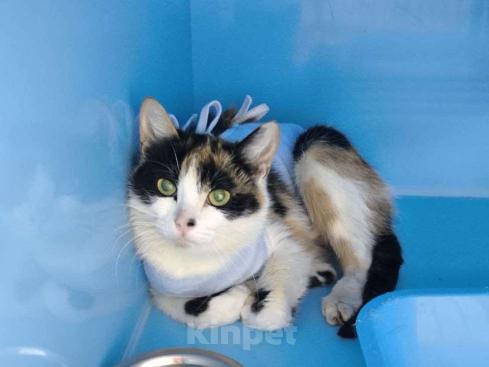 Кошки в Москве: Трикси ищет дом Девочка, Бесплатно - фото 2