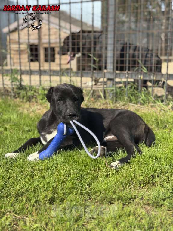 Собаки в Твери: Щенок алабая (мальчик) Мальчик, 100 000 руб. - фото 5