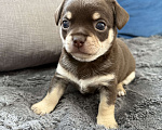Собаки в других городах Московской области: Мальчик чихуахуа Генрих Мальчик, 60 000 руб. - фото 1