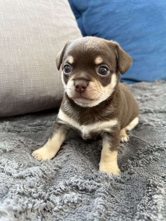Собаки в других городах Московской области: Мальчик чихуахуа Генрих Мальчик, 60 000 руб. - фото 1