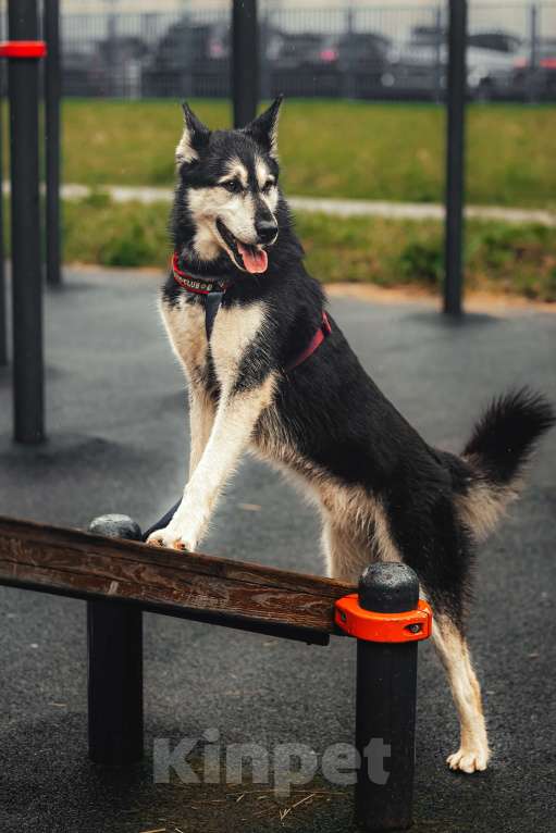 Собаки в Москве: Джой ждет свою семью Мальчик, Бесплатно - фото 5