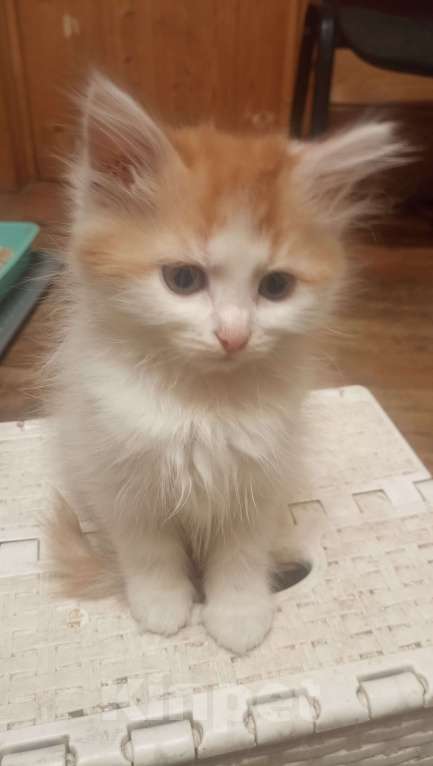 Кошки в Москве: Пушистые котята в добрые руки Мальчик, 1 руб. - фото 10