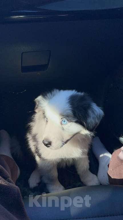 Собаки в Малоярославце: Щенок бордер колли Мальчик, Бесплатно - фото 2