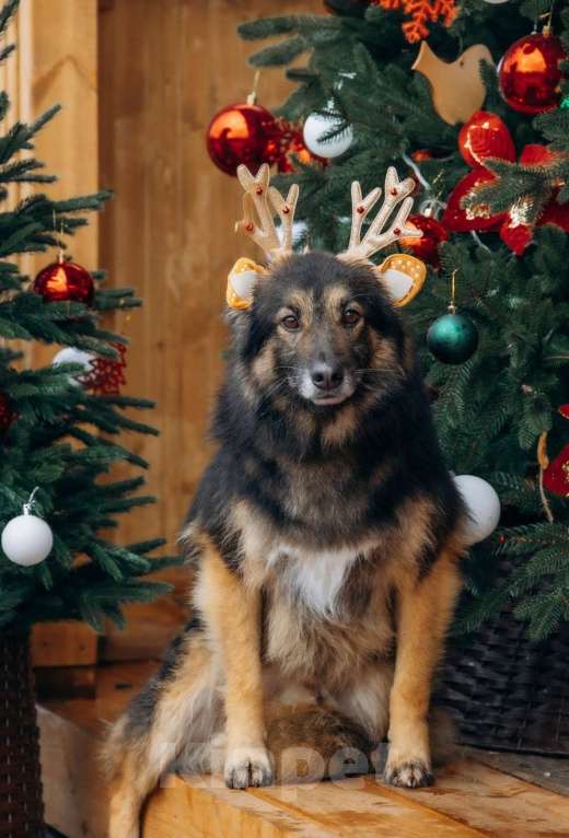 Собаки в других городах Московской области: Митяй — добрый пёс, который только учится жить по-настоящему Мальчик, Бесплатно - фото 2
