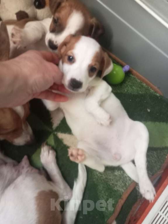 Собаки в Сочи: Продаю Джек Рассела девочки!мальчик остался один! Нету двух месяцев! Папа мама чистокровные !  Девочка, 13 500 руб. - фото 6