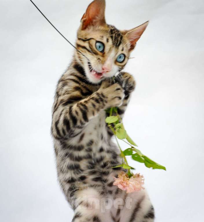 Кошки в Москве: Бенгальский котеное reex Мальчик, 80 000 руб. - фото 4