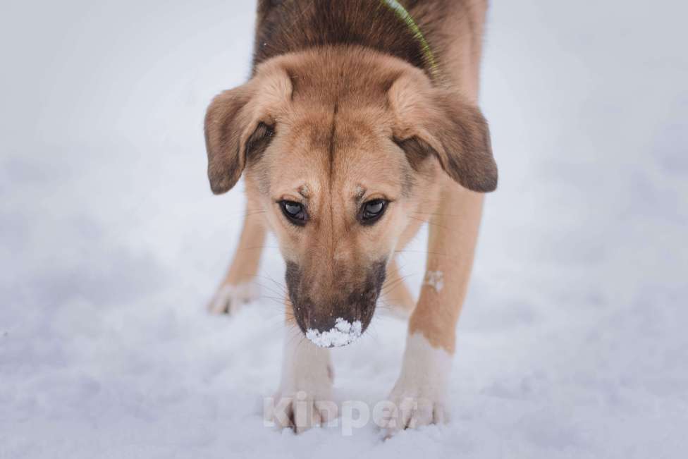 Собаки в Москве: Нанами Девочка, Бесплатно - фото 2
