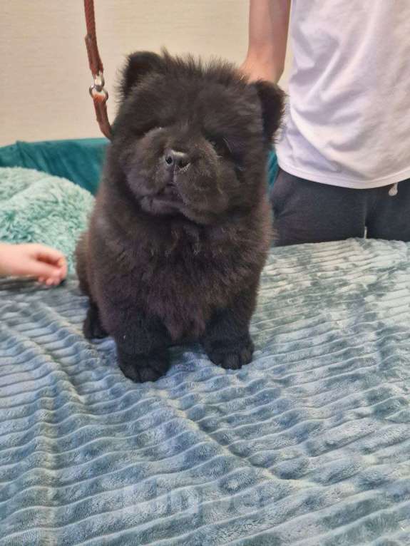 Собаки в Чебоксарах: Черный мальчик чау чау Мальчик, 50 000 руб. - фото 4