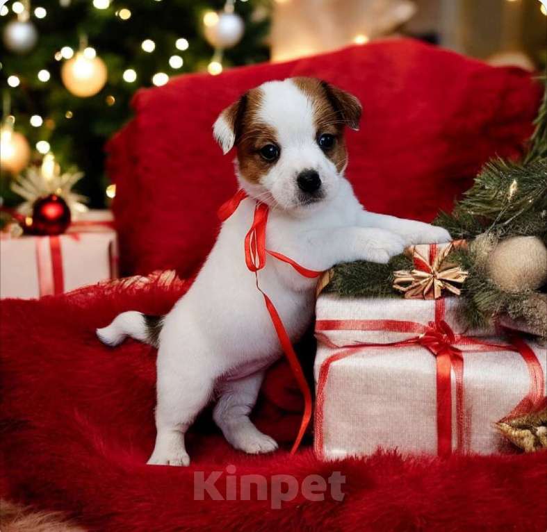 Собаки в Тюмени: Милая красотка Джек Рассел терьер  Девочка, 35 000 руб. - фото 1