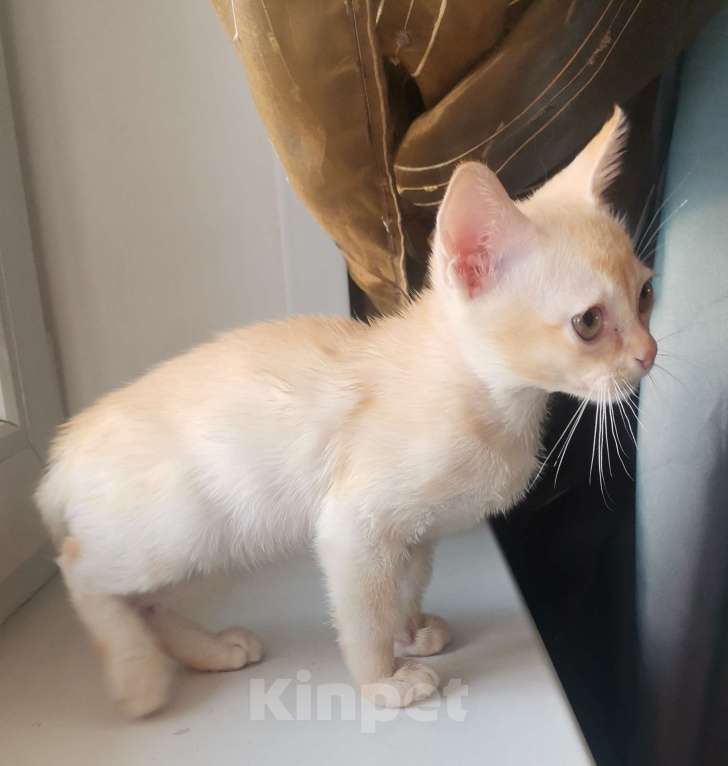 Кошки в Красноярске: Бурманский котик Мальчик, 35 000 руб. - фото 7