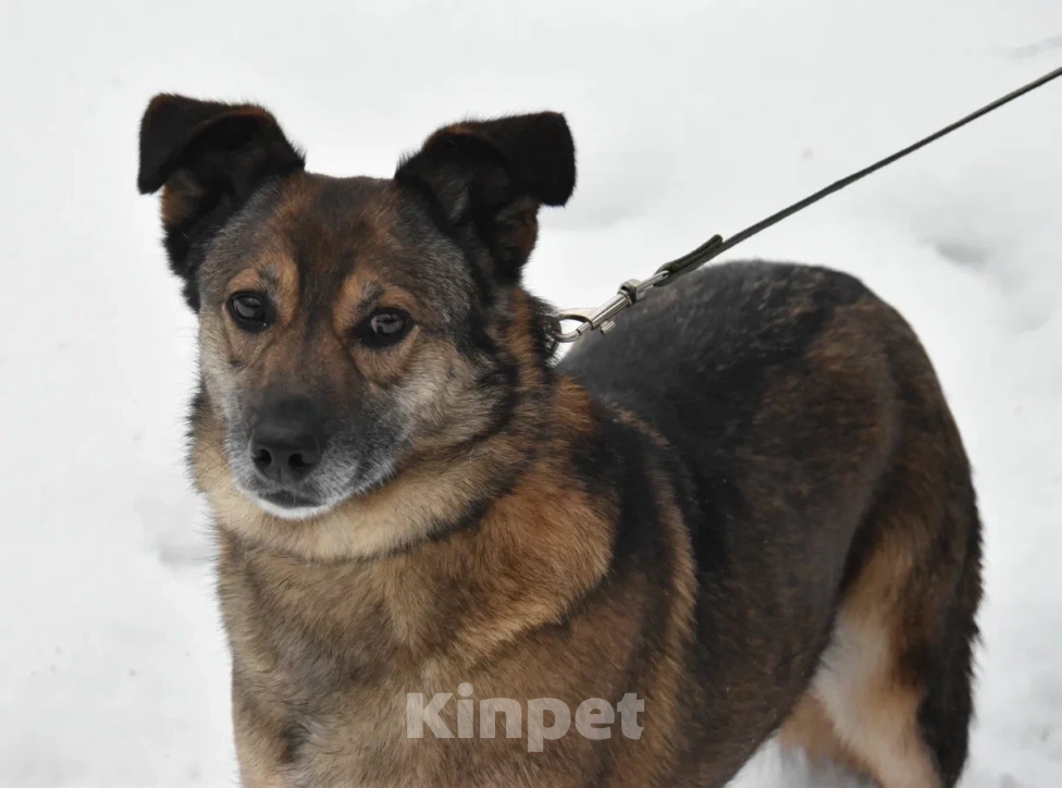 Собаки в Москве: Гера в поисках семьи Девочка, Бесплатно - фото 6