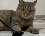 Кошки в Уфе: Кошка булочка в добрые руки Девочка, Бесплатно - фото 1