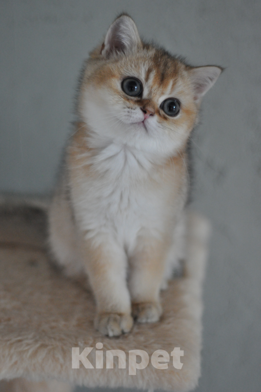 Кошки в Бахчисарае: Шотландский котенок Девочка, 85 000 руб. - фото 3