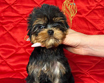 Собаки в Москве: Йоркширский терьер девочка Девочка, 85 000 руб. - фото 4