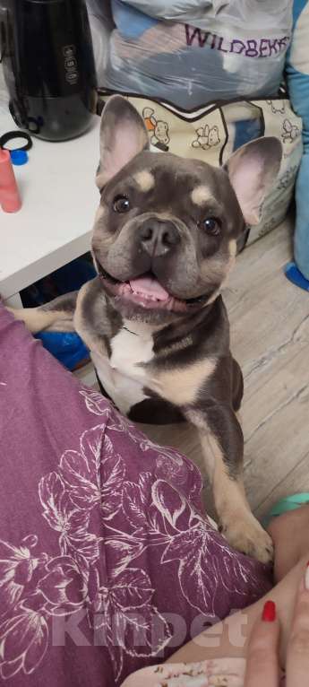 Собаки в Химках: Французский бульдог  Мальчик, 50 000 руб. - фото 3
