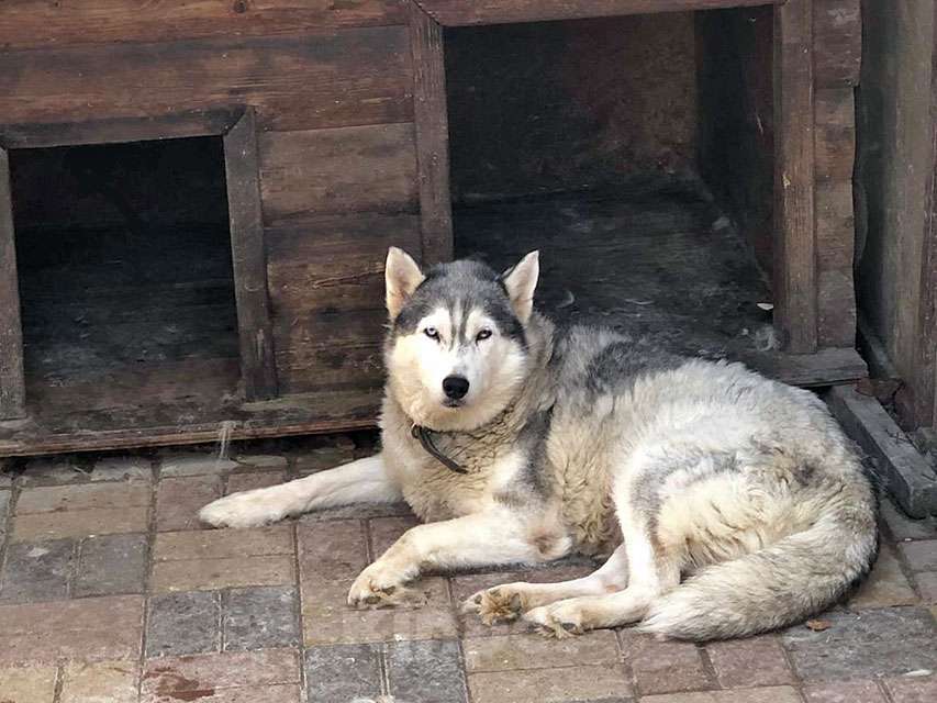 Собаки в Краснодаре: Ищем дом для двух сибирских хаски Лорда и Сары Мальчик, 10 руб. - фото 5
