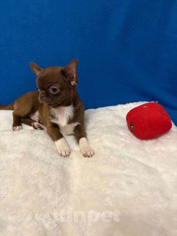 Собаки в Москве: Чихуахуа  -   Мальчик     Роскошный   Парень Мальчик, 25 000 руб. - фото 2