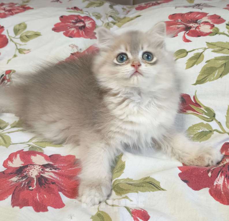 Кошки в Москве: Голубая золотая шиншилла  Мальчик, 40 000 руб. - фото 1