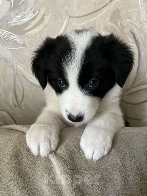 Собаки в Краснодаре: Продаются щенки Бордерколли  Девочка, Бесплатно - фото 2