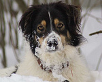 Собаки в Москве: Белый Бим пушистые ушки ищет дом! Мальчик, Бесплатно - фото 5