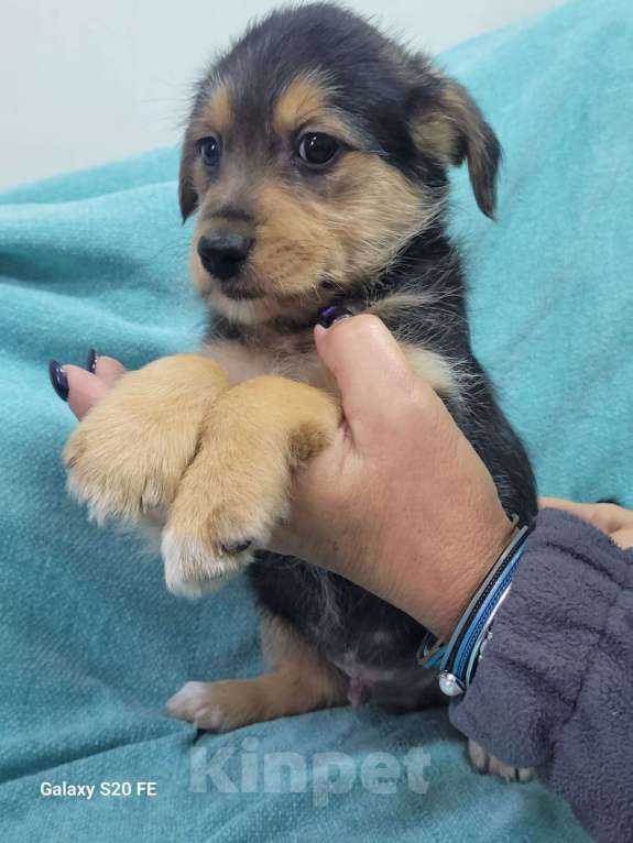 Собаки в Москве: Маленький щенок из приюта в добрые руки Мальчик, Бесплатно - фото 3