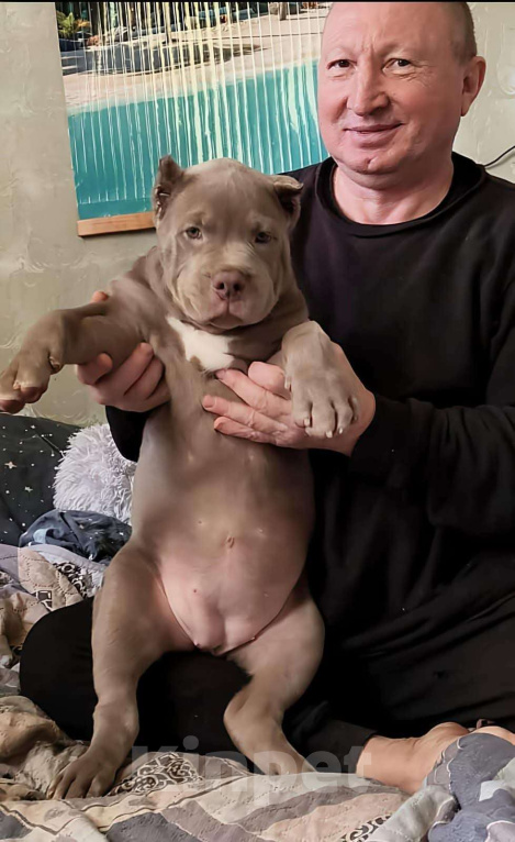 Собаки в других городах Московской области: Эксклюзивные щенки американского булли xl Девочка, 450 000 руб. - фото 1