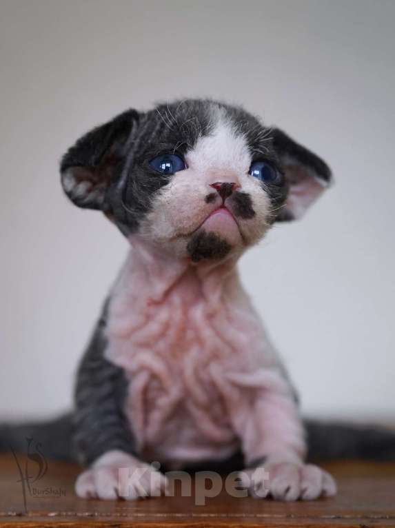 Кошки в Москве: Девон-рекс мальчик Мальчик, 80 000 руб. - фото 2