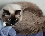 Кошки в Москве: Священная Бирма кот на вязку, 5 000 руб. - фото 4