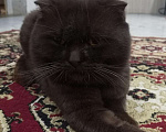 Кошки в Кстово: Кот вязка, 1 000 руб. - фото 6
