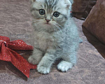 Кошки в Кулебаках: Котенок, 6 000 руб. - фото 3