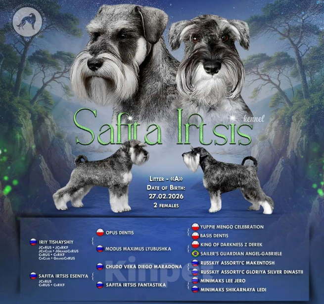 Собаки в других городах Омской области: Щенок цвергшнауцера перец с солью Девочка, 60 руб. - фото 3