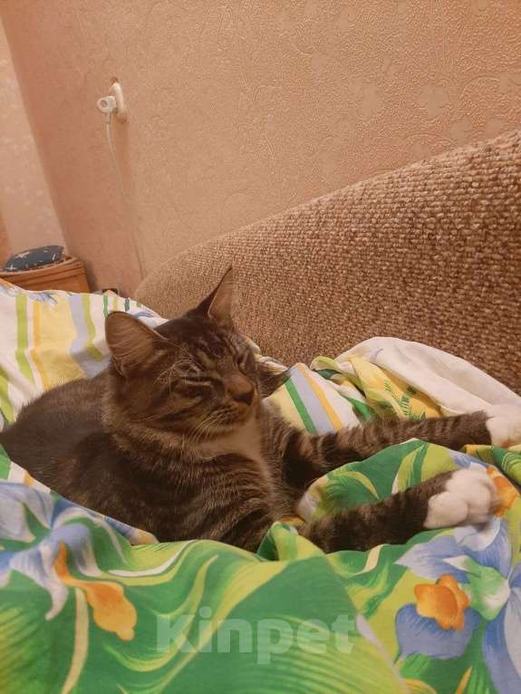 Кошки в Санкт-Петербурге: Метис мейнкуна, Кузя  Мальчик, Бесплатно - фото 3