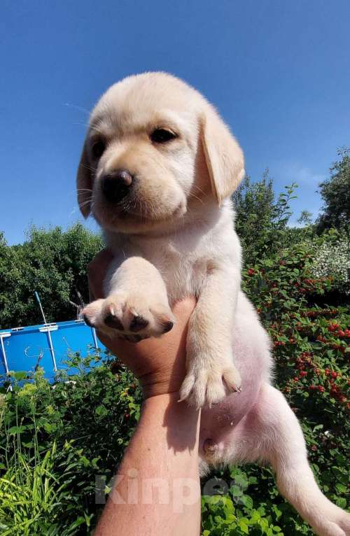 Собаки в Саратове: Щенки лабрадора-ретривера Девочка, 30 000 руб. - фото 4