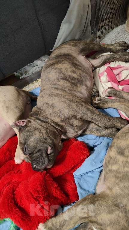 Собаки в Владивостоке: Топовый щенок Американского Булли Мальчик, 150 000 руб. - фото 7