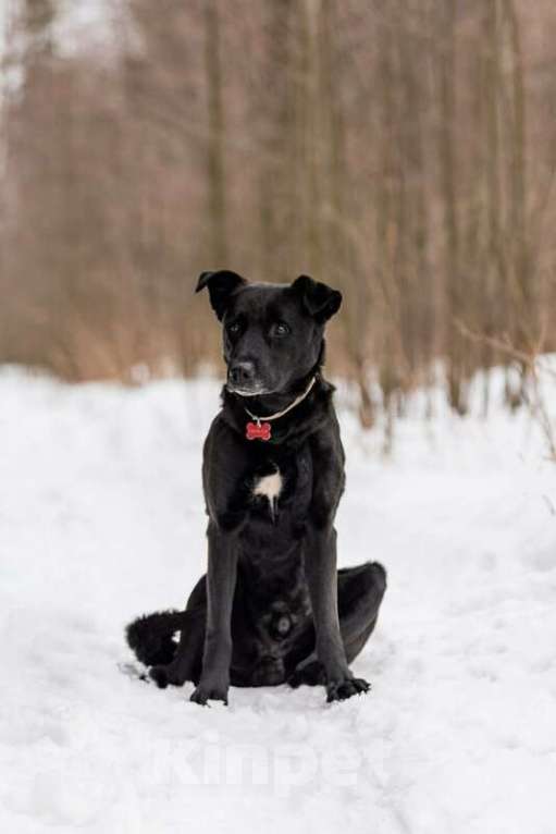 Собаки в Москве: Добрый пес Дрэйк в добрые руки. Мальчик, Бесплатно - фото 10