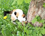 Кошки в Нижнем Новгороде: Потерялась кошка!!!  Девочка, Бесплатно - фото 3