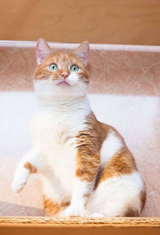 Кошки в Москве: пятый год поисков дома для: Девочка, Бесплатно - фото 2