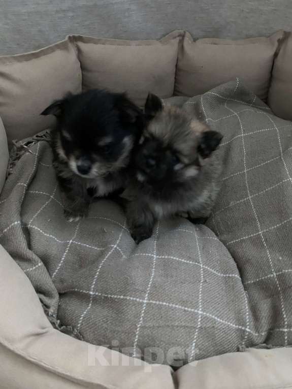 Собаки в Москве: Мальчик шпица  Мальчик, 30 000 руб. - фото 3