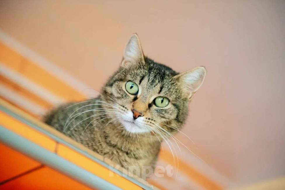 Кошки в других городах Московской области: Красавица Рафа в поисках счастья Девочка, Бесплатно - фото 2