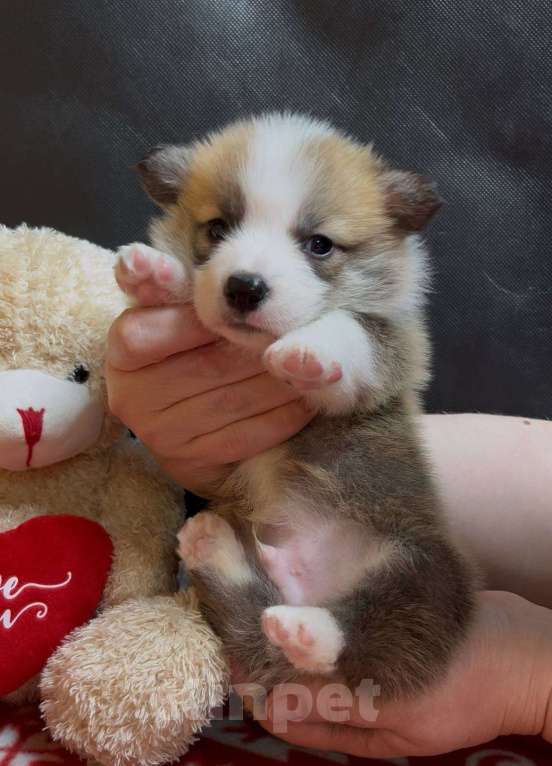Собаки в других городах Московской области: Вельш корги пемброк щенок  Мальчик, 60 000 руб. - фото 4