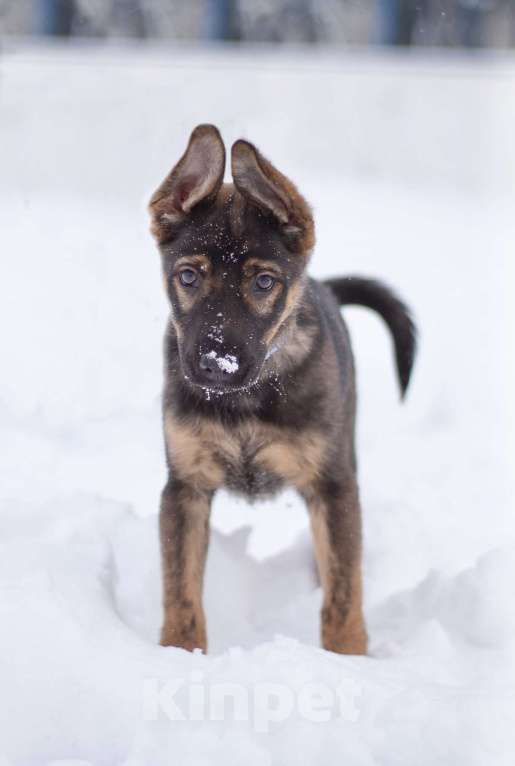 Собаки в Москве: Самая милая девочка в добрые ручки!! Девочка, Бесплатно - фото 6