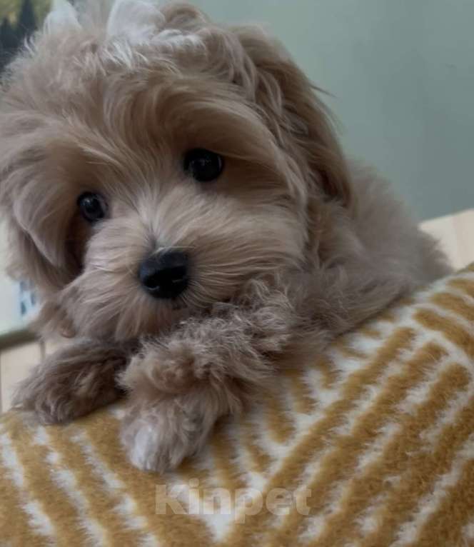 Собаки в Москве: Щенок мальтипу мальчик Мальчик, 110 000 руб. - фото 2