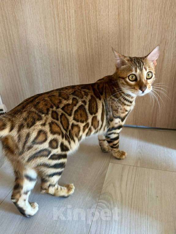 Кошки в других городах Московской области: Бенгальский котенок кошечка Девочка, 69 000 руб. - фото 1
