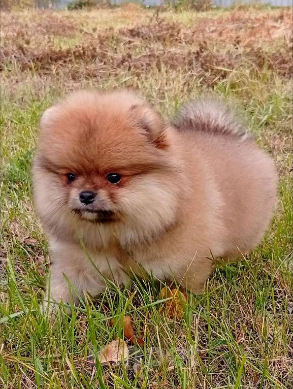 Собаки в Воронеже: Помера Мальчик, 50 000 руб. - фото 3