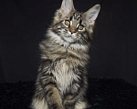 Кошки в Москве: Мейн-кун котенок Мальчик, Бесплатно - фото 8