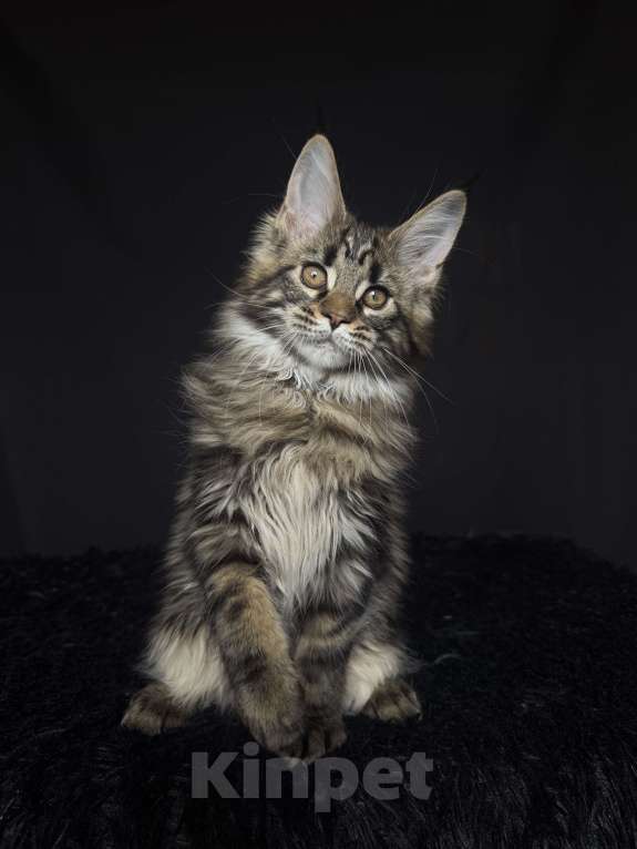 Кошки в Москве: Мейн-кун котенок Мальчик, Бесплатно - фото 8