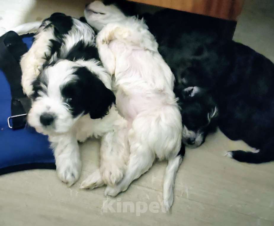 Собаки в Москве: Очаровательные щенки гаванского бишона Девочка, 80 000 руб. - фото 7